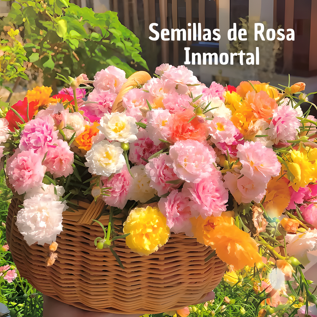 RoseMoss: Semillas de Rosa Inmortal