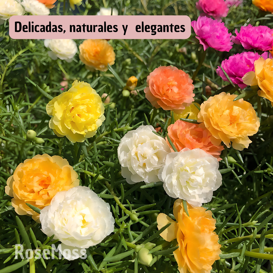 RoseMoss: Semillas de Rosa Inmortal