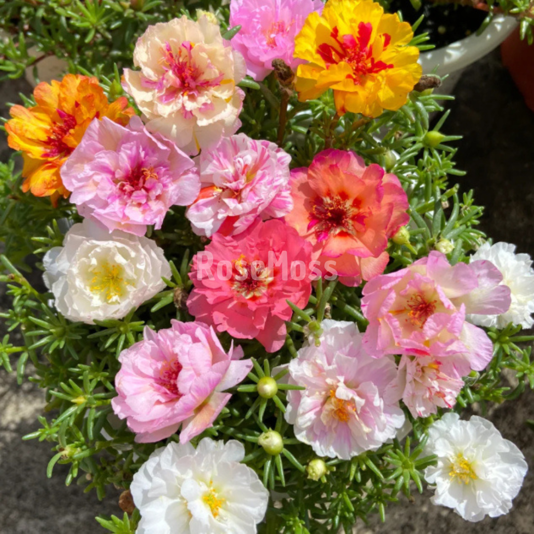 RoseMoss: Semillas de Rosa Inmortal