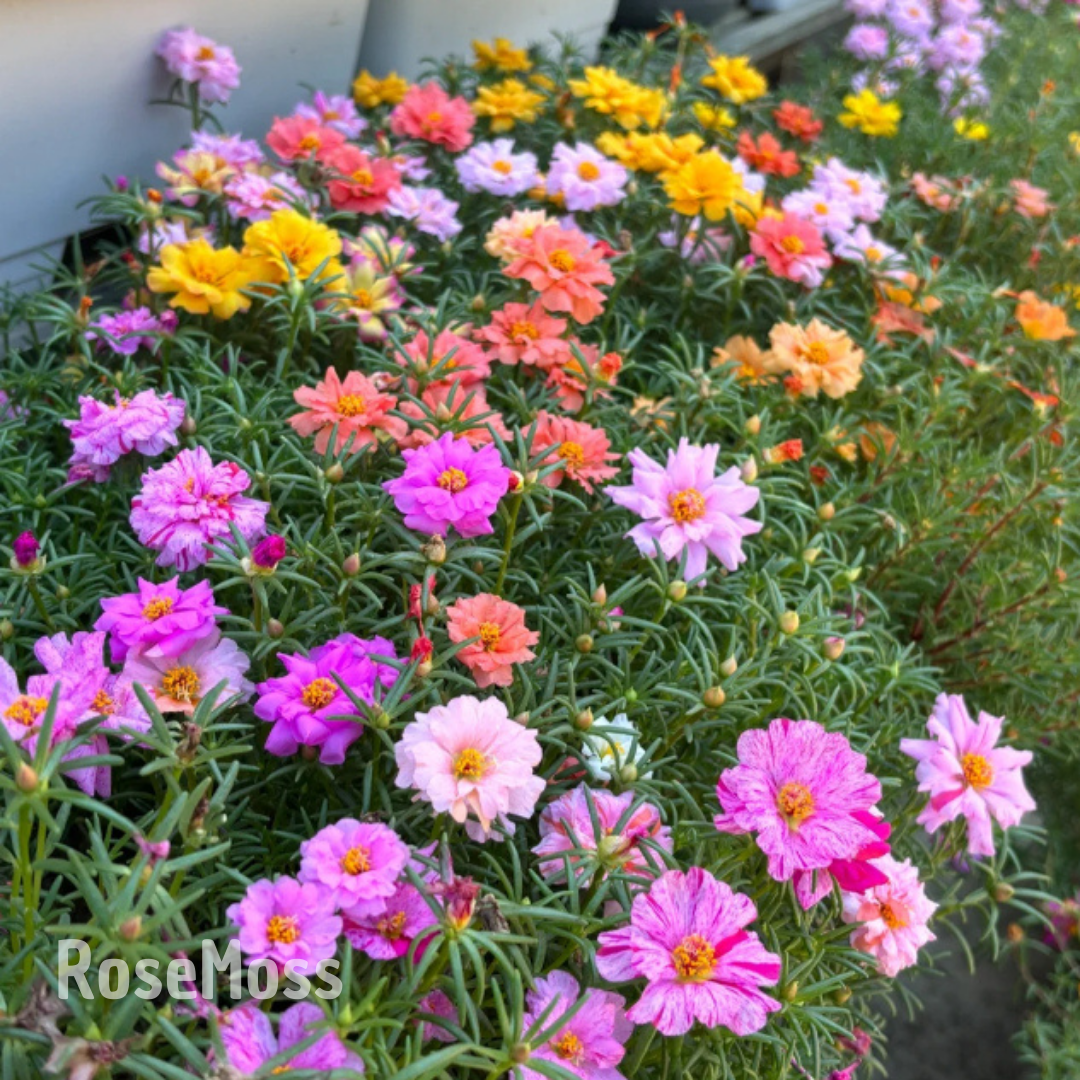 RoseMoss: Semillas de Rosa Inmortal