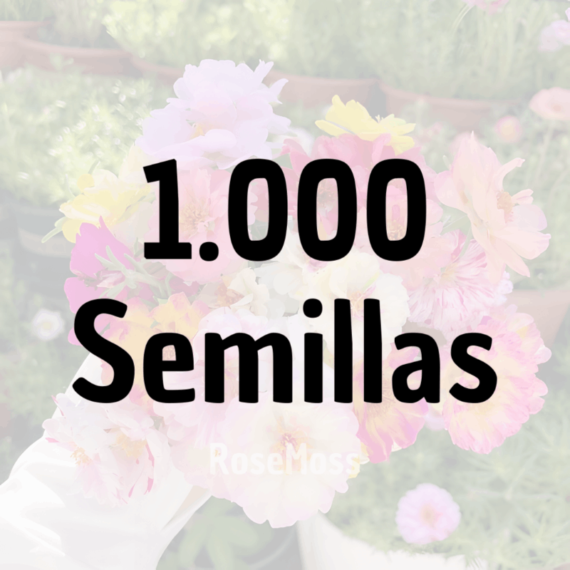 RoseMoss: Semillas de Rosa Inmortal