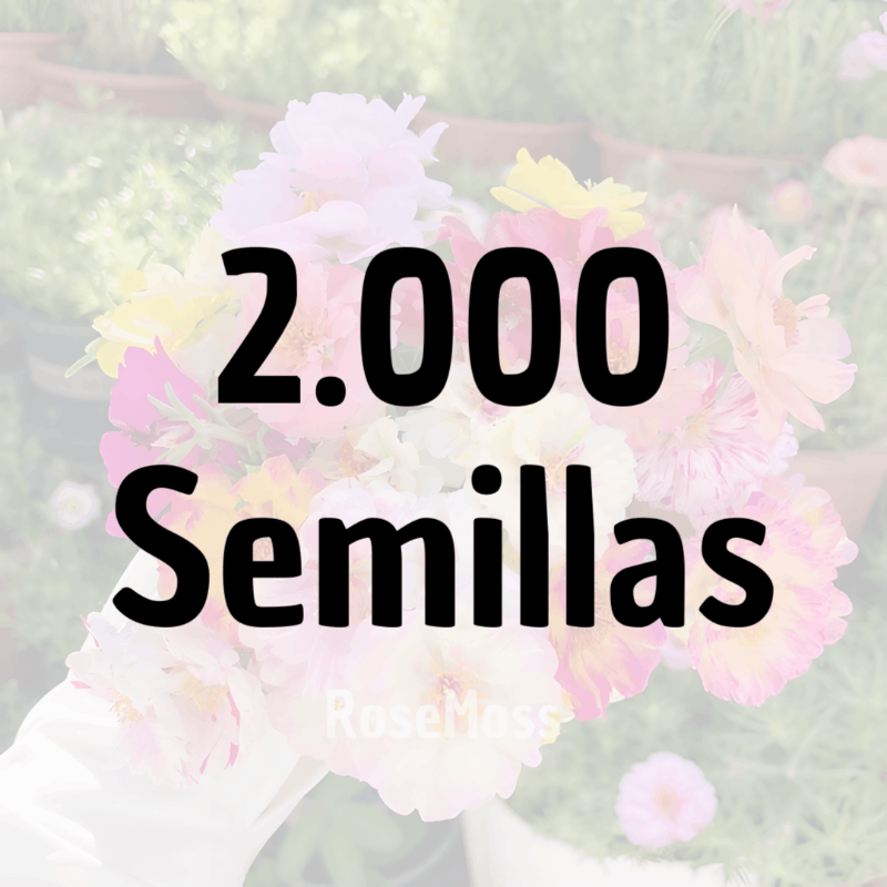 RoseMoss: Semillas de Rosa Inmortal