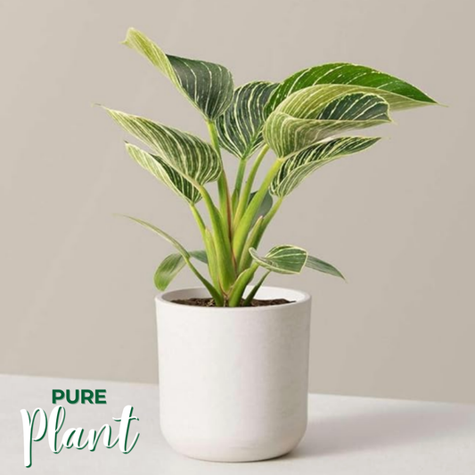 PurePlant: Planta amazónica purificadora de aire