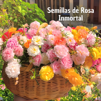 RoseMoss: Semillas de Rosa Inmortal