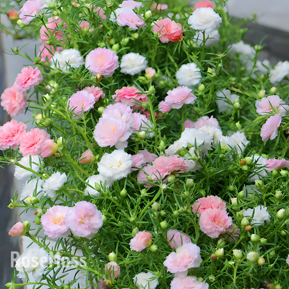RoseMoss: Semillas de Rosa Inmortal