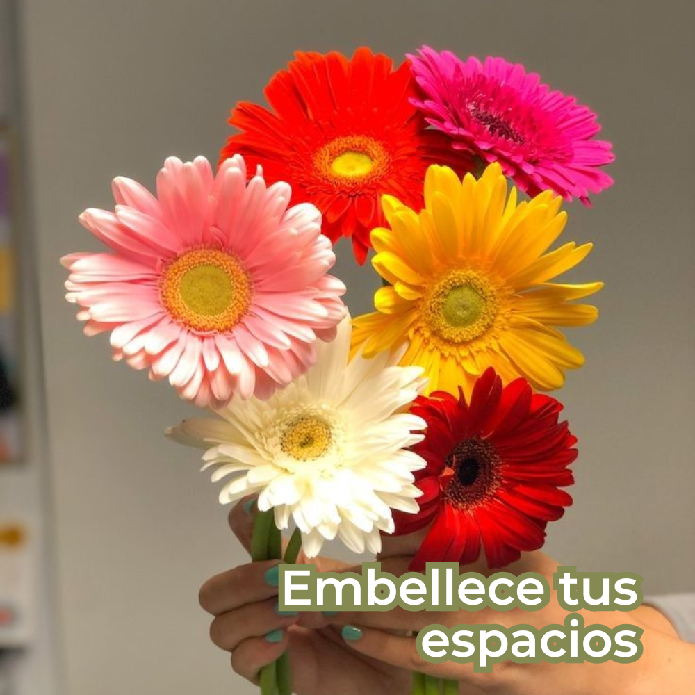 Anthea: Semillas de Piretro - Repelente de insectos