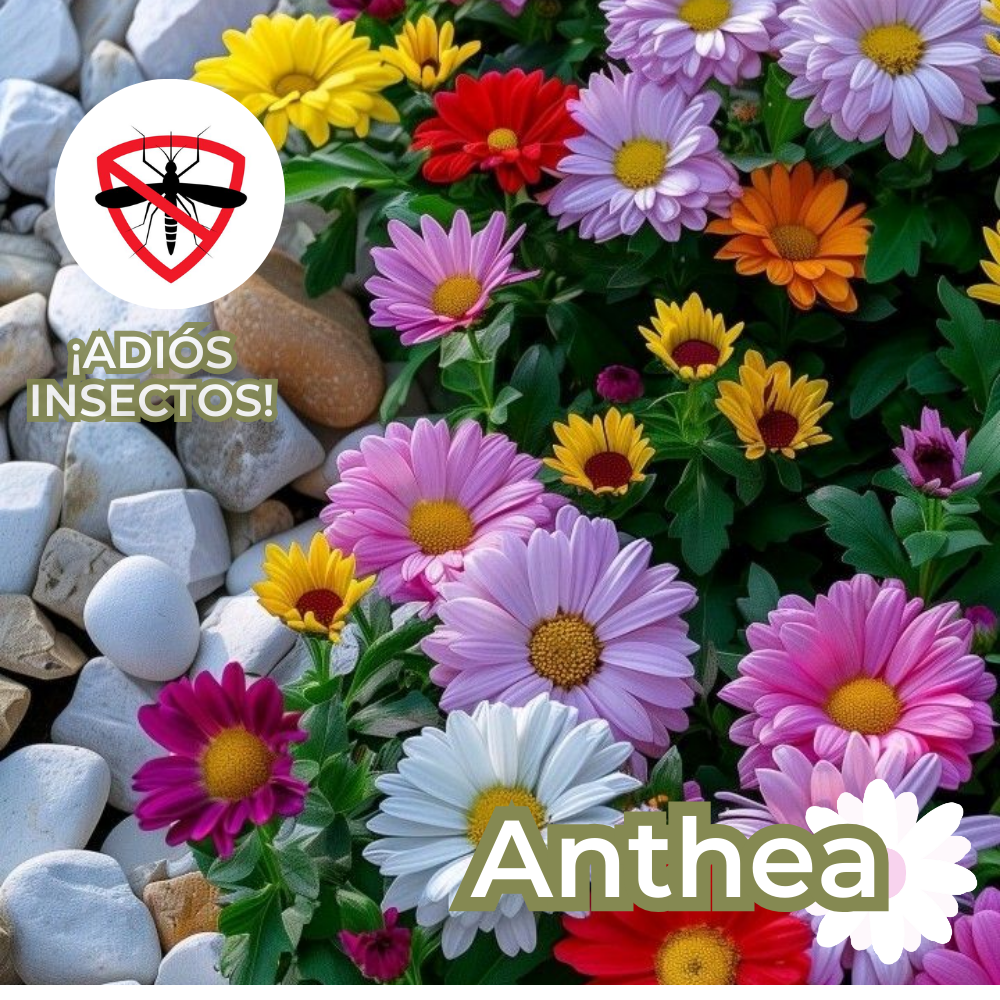 Anthea: Semillas de Piretro - Repelente de insectos