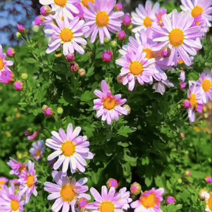 Anthea: Semillas de Piretro - Repelente de insectos